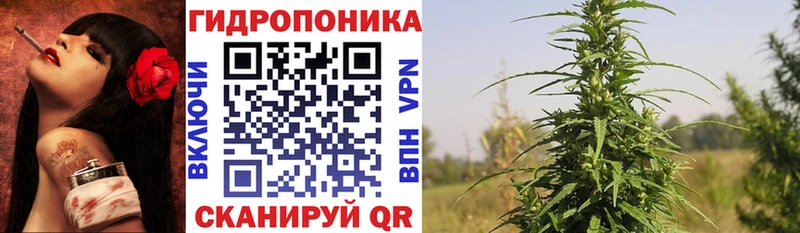 Бошки Шишки семена  Купить  Камызяк 